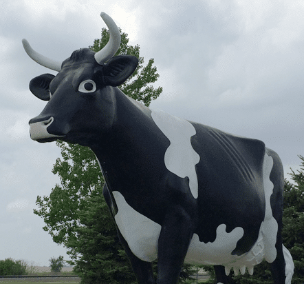 Bongards Cow